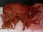 Cirneco Photo